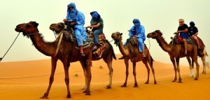 Camel safari