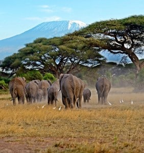 Kudde olifanten aan de voet van de Kilimanjaro