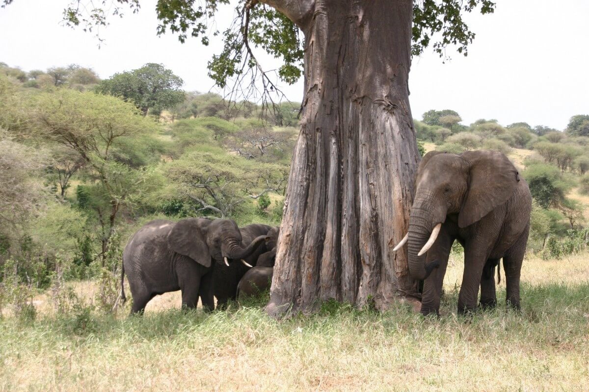 Olifanten in het Tarangire NP