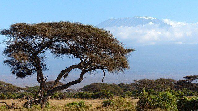 kilimanjaro