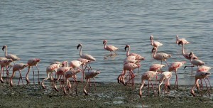 Flamingo's Momela meer