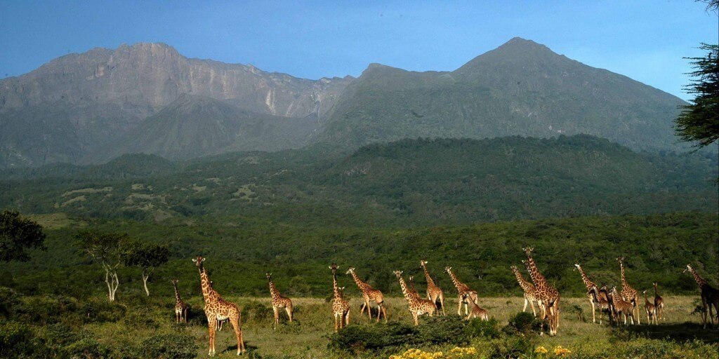 Safari Tansania