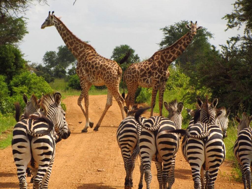 Safari Tansania