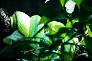 Meserani Snake Park