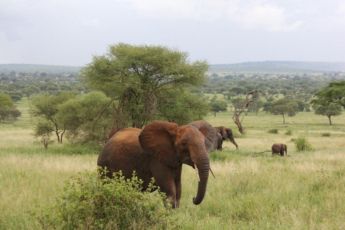 Tarangire NP Elephants