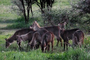 wildlife Tanzania