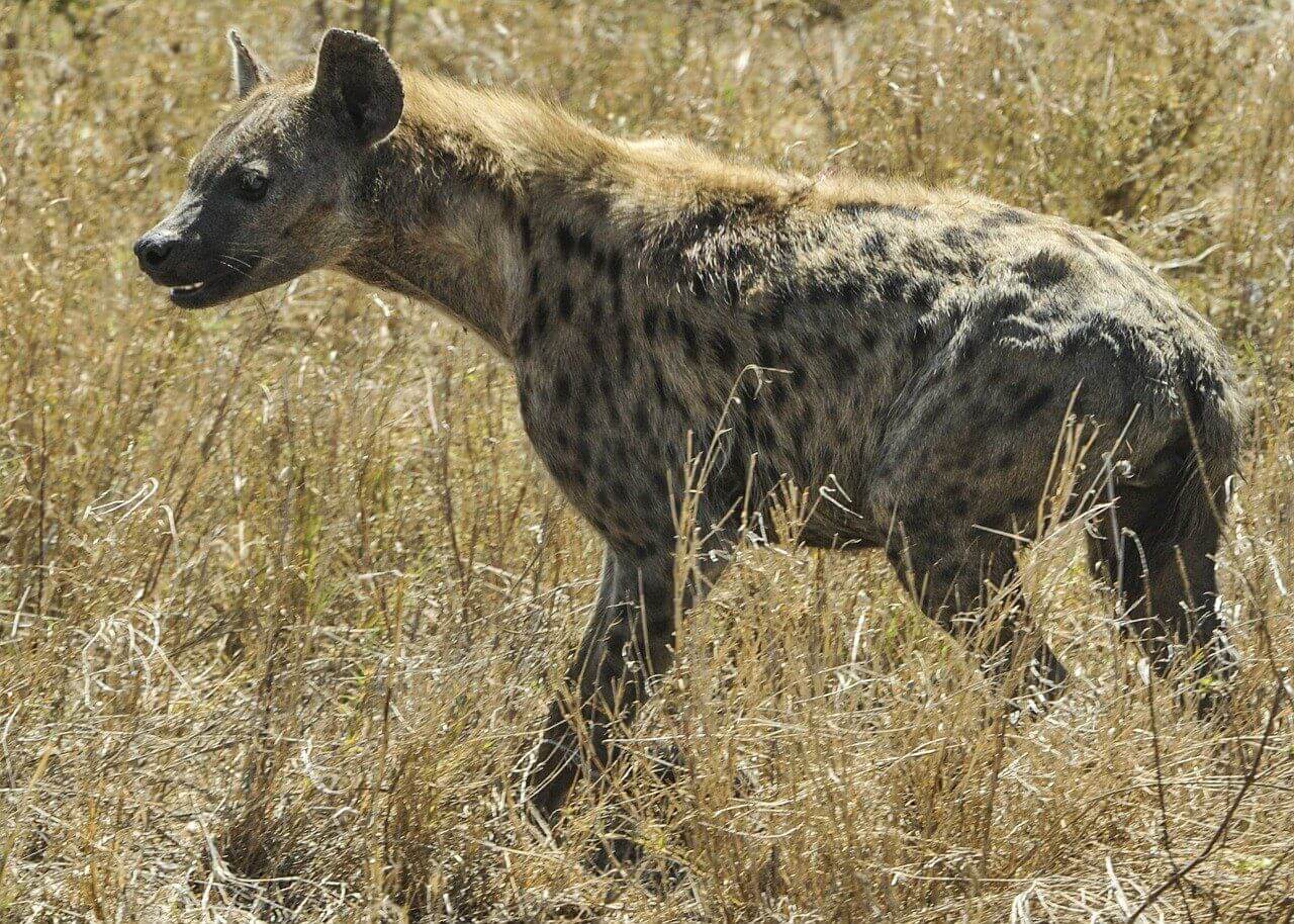 hyena