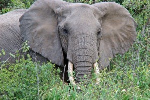 Lake Manyara olifant