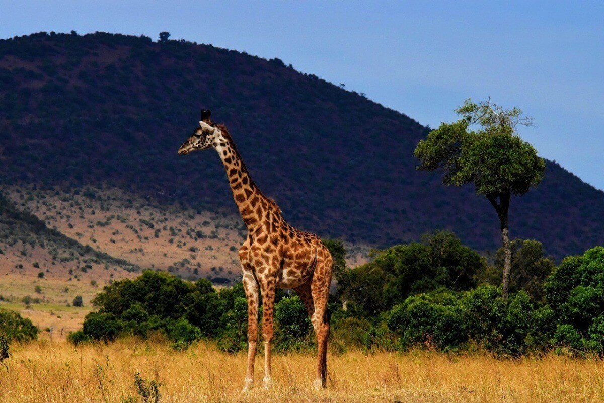 Serengeti park giraffe