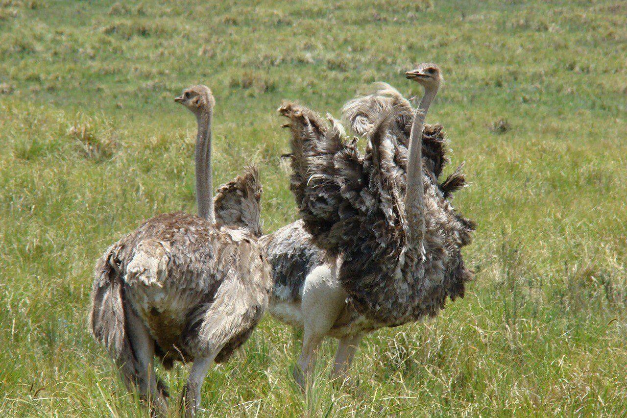struisvogels in Tarangire
