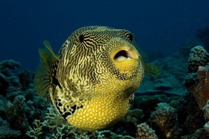 Diving at Zanzibar