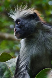 Colobus Affe